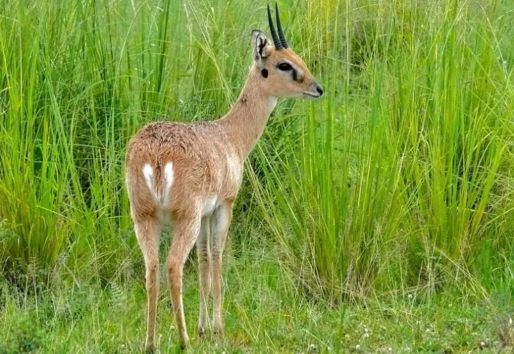 Oribi Lakatosafaris