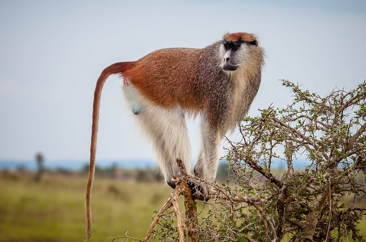 Patas Lakatosafaris