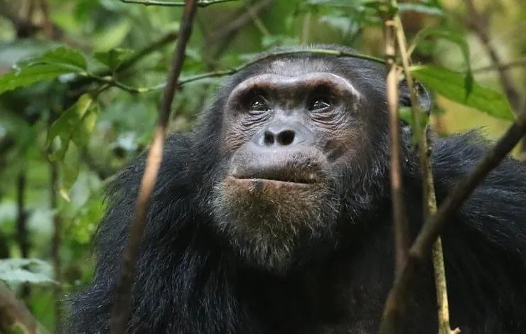 Top Things To Do See In Kibale National Park