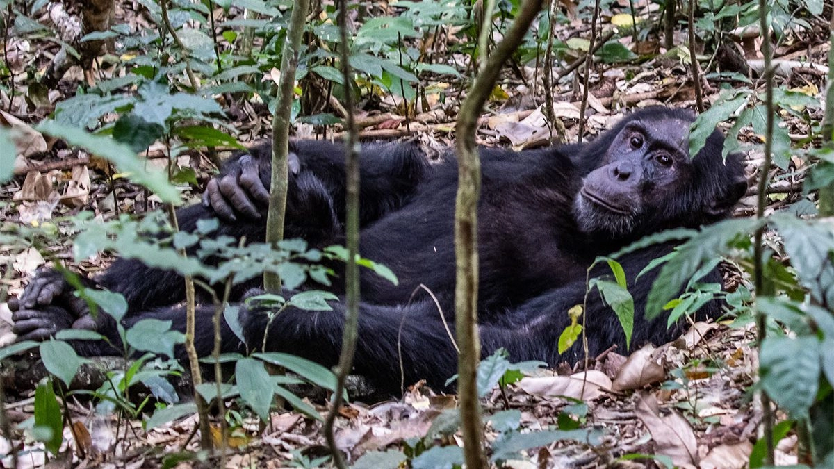Travel Guide To Kibale Forest National Park 1200x675