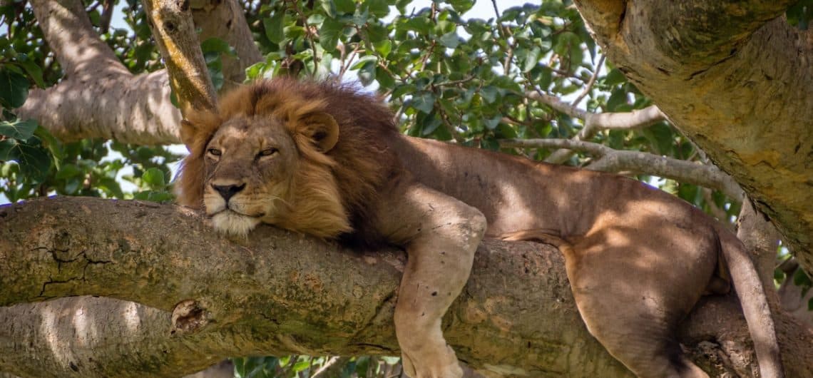 Tree Climbing Lions (1)