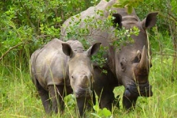 Ziwa Rhino Sanctuary 1