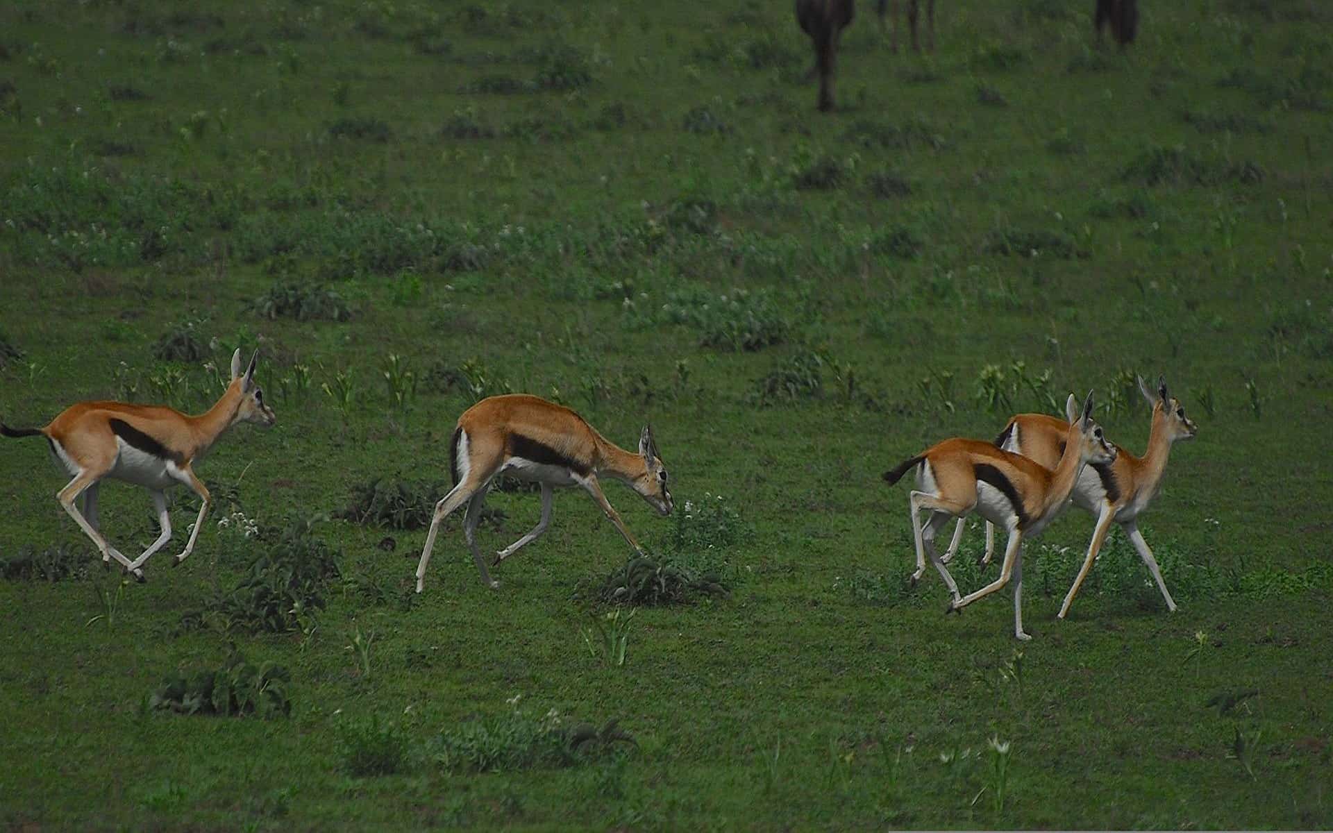 Tarangire National Park