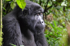 10 Days Primate & Queen Elizabeth Safari