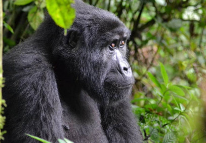 10 Days Primate & Queen Elizabeth Safari