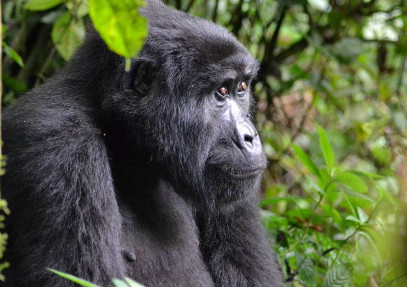 10 Days Primate & Queen Elizabeth Safari