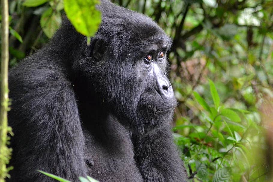 Gorilla Uganda Bwindi Africa