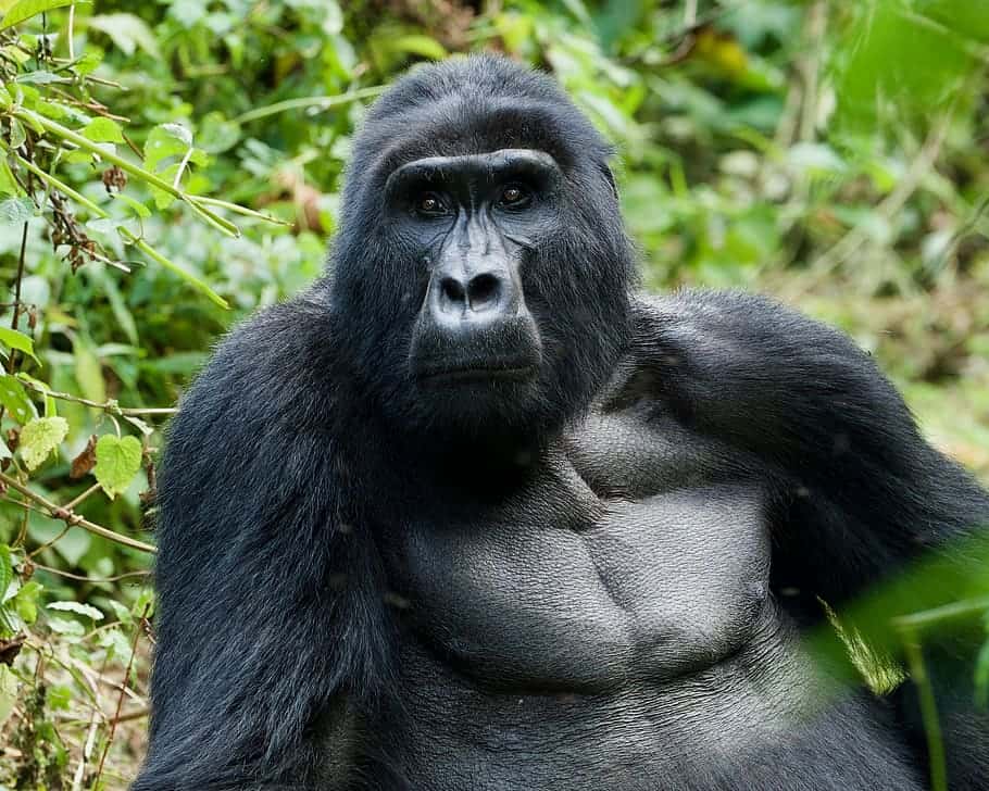 Gorilla Uganda Wildlife Mammal