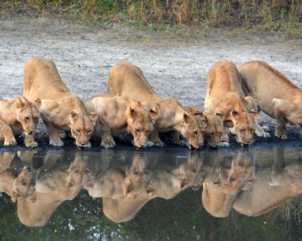 Lake Manyara...1