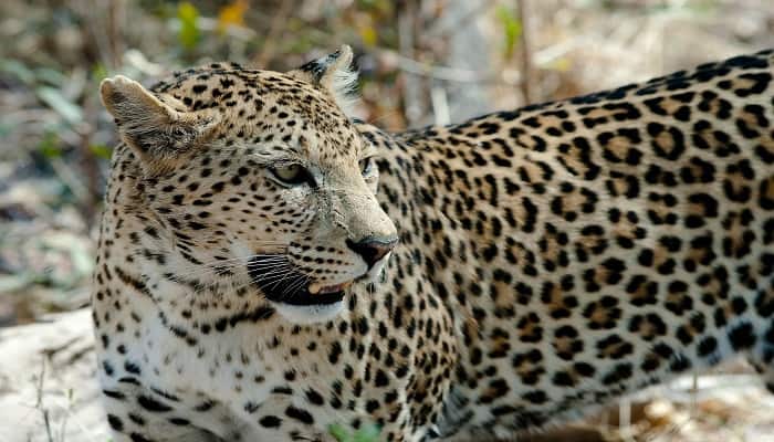 Leopard 2