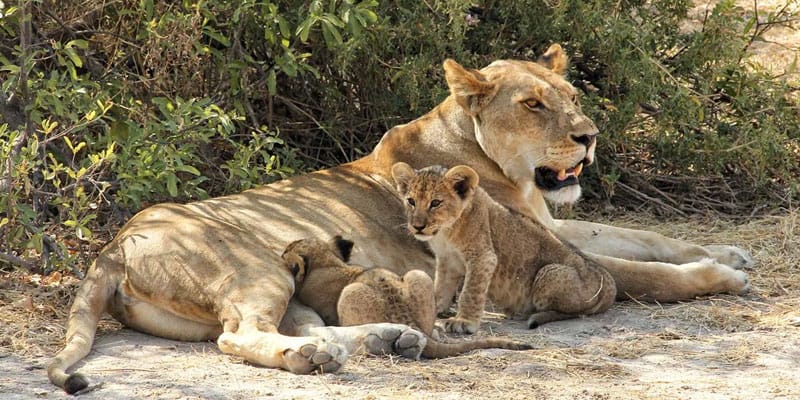 Lioness With Cubs