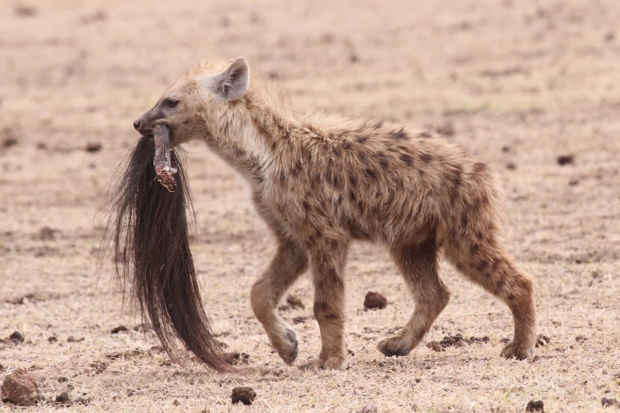 Ngorongoro..003
