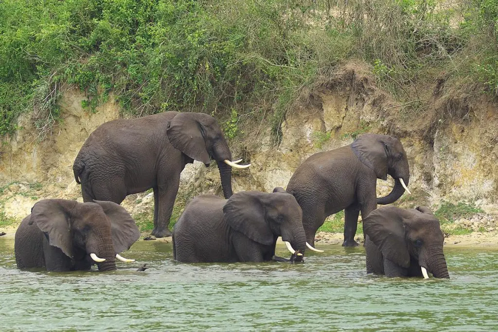 Queen Elizabeth National Park Wildlife Shoes 1 1024x683