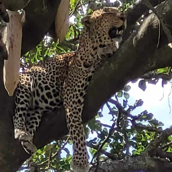 Razan Safaris Images (11)