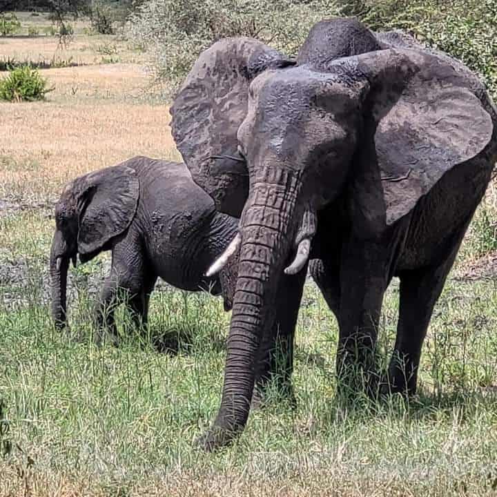 Razan Safaris Images (13)