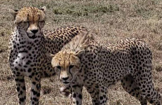 4-Day Budget Camping Safari