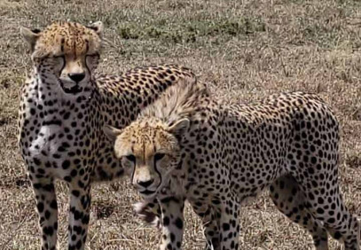 4-Day Budget Camping Safari