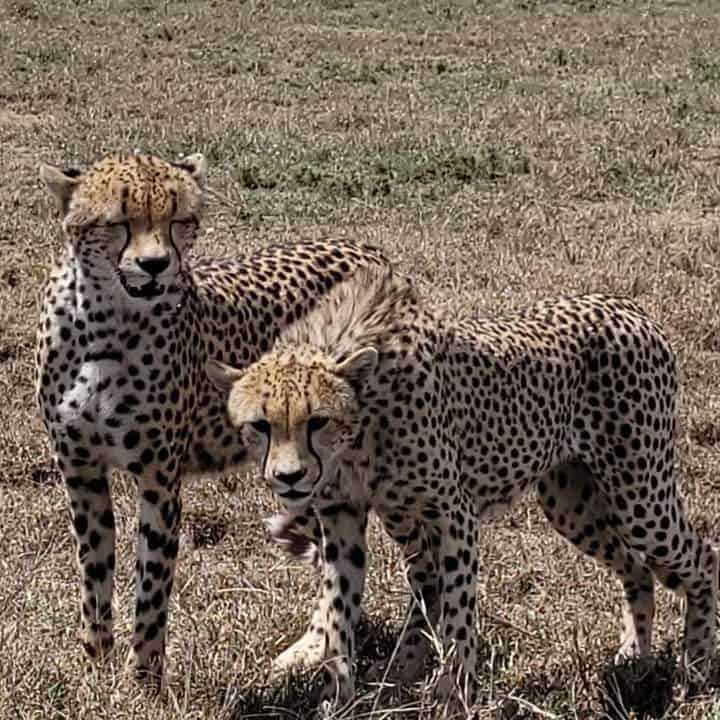 Razan Safaris Images (2)
