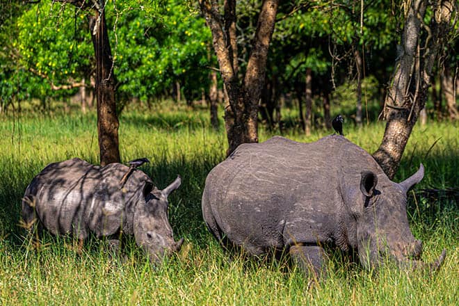 Rhino Trek Mother And Baby In Long Grass