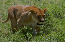 2-Day Tanzania Safari to Tarangire & Ngorongoro Crater