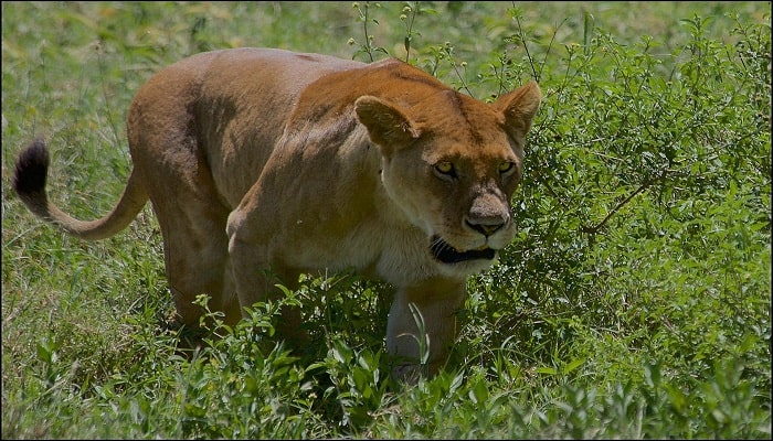 Safari Trips