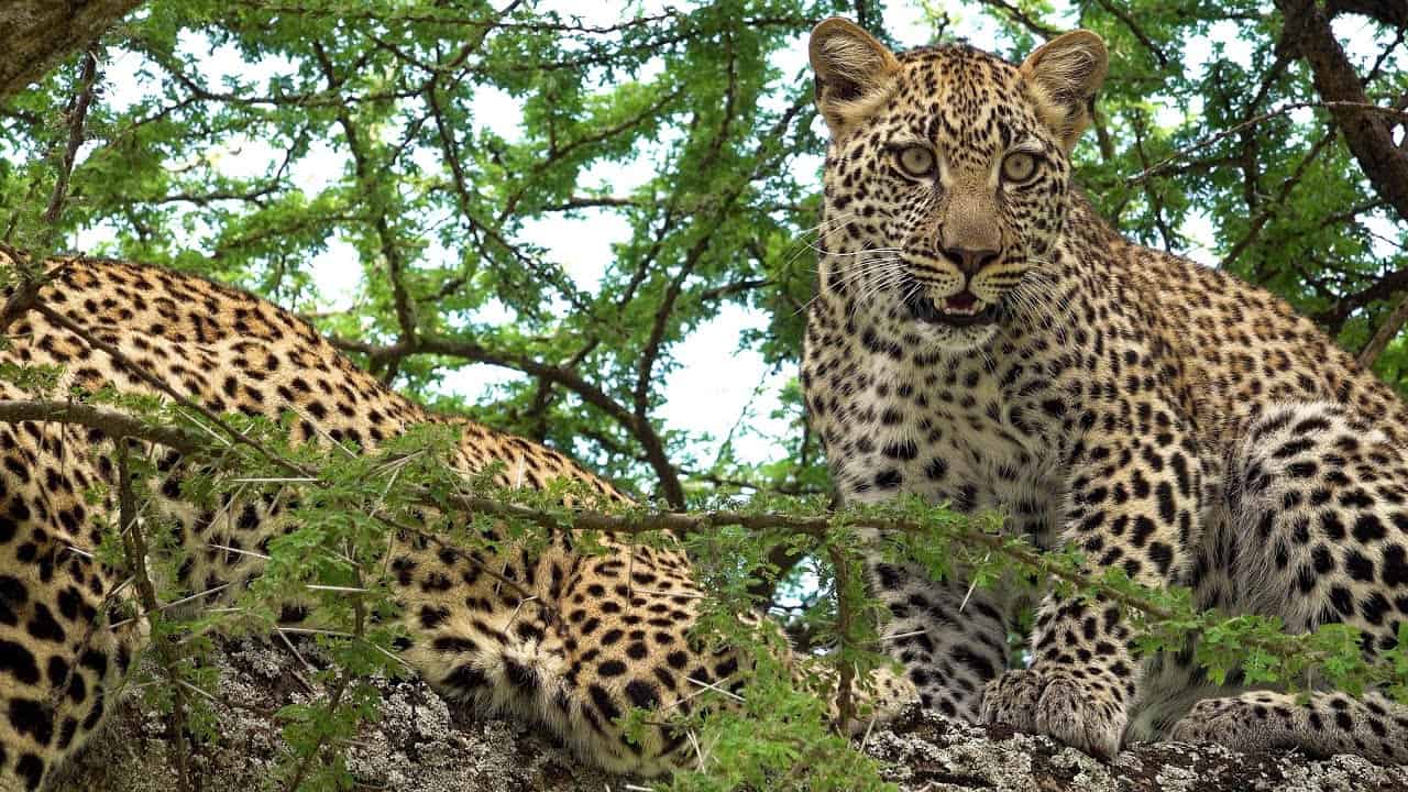 Serengeti Np 002