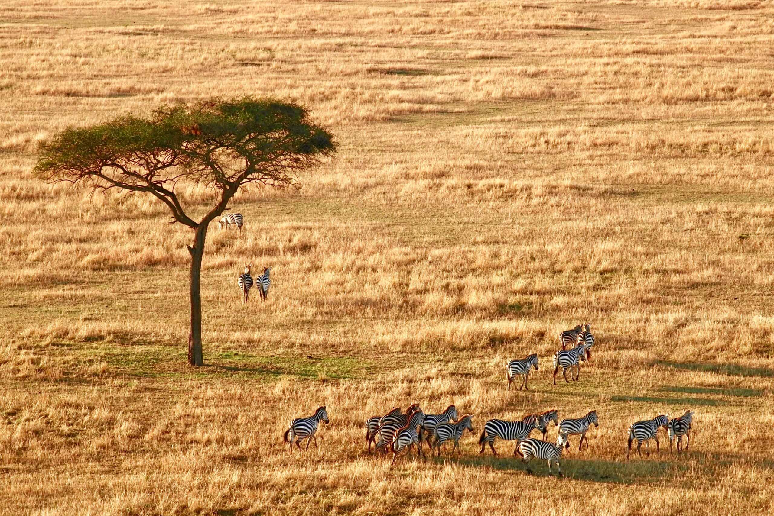 Serengeti Safari