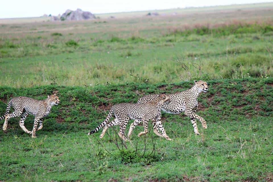 Serengeti...0002