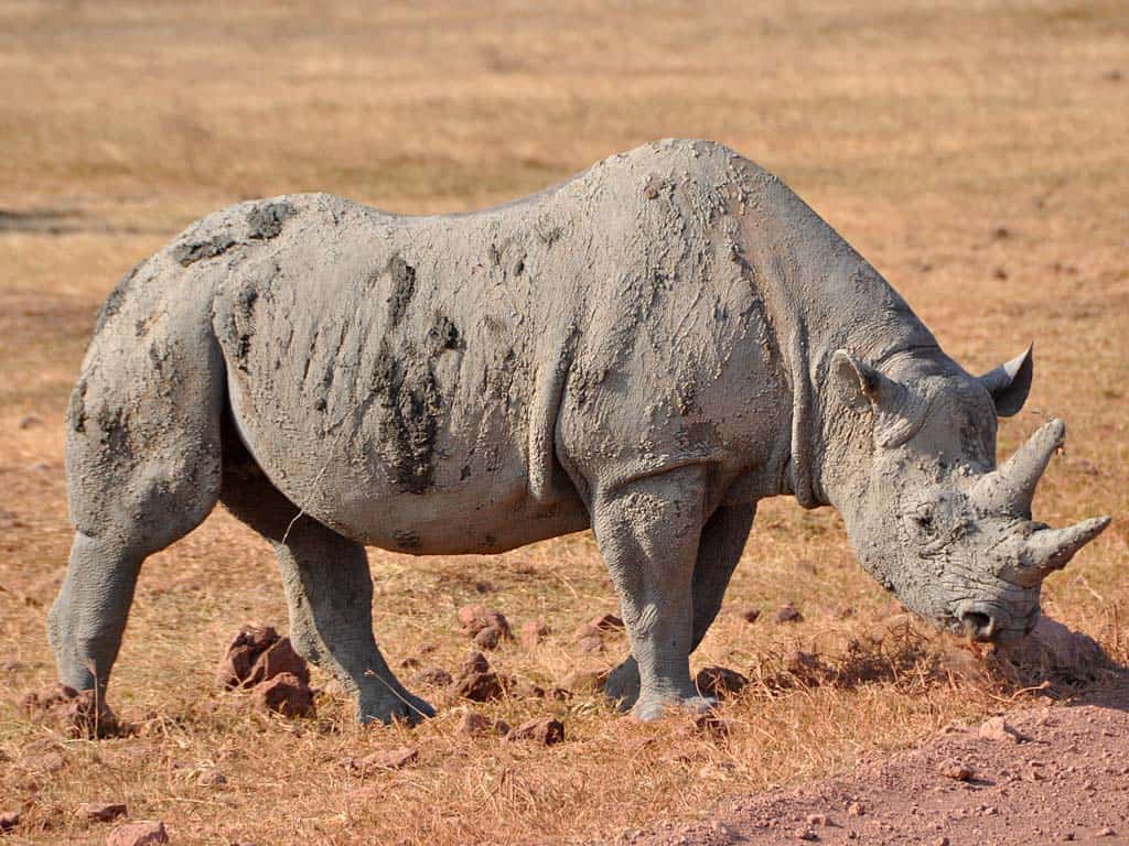 Serengeti...003