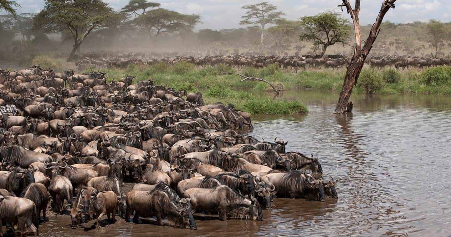 Serengeti..0001