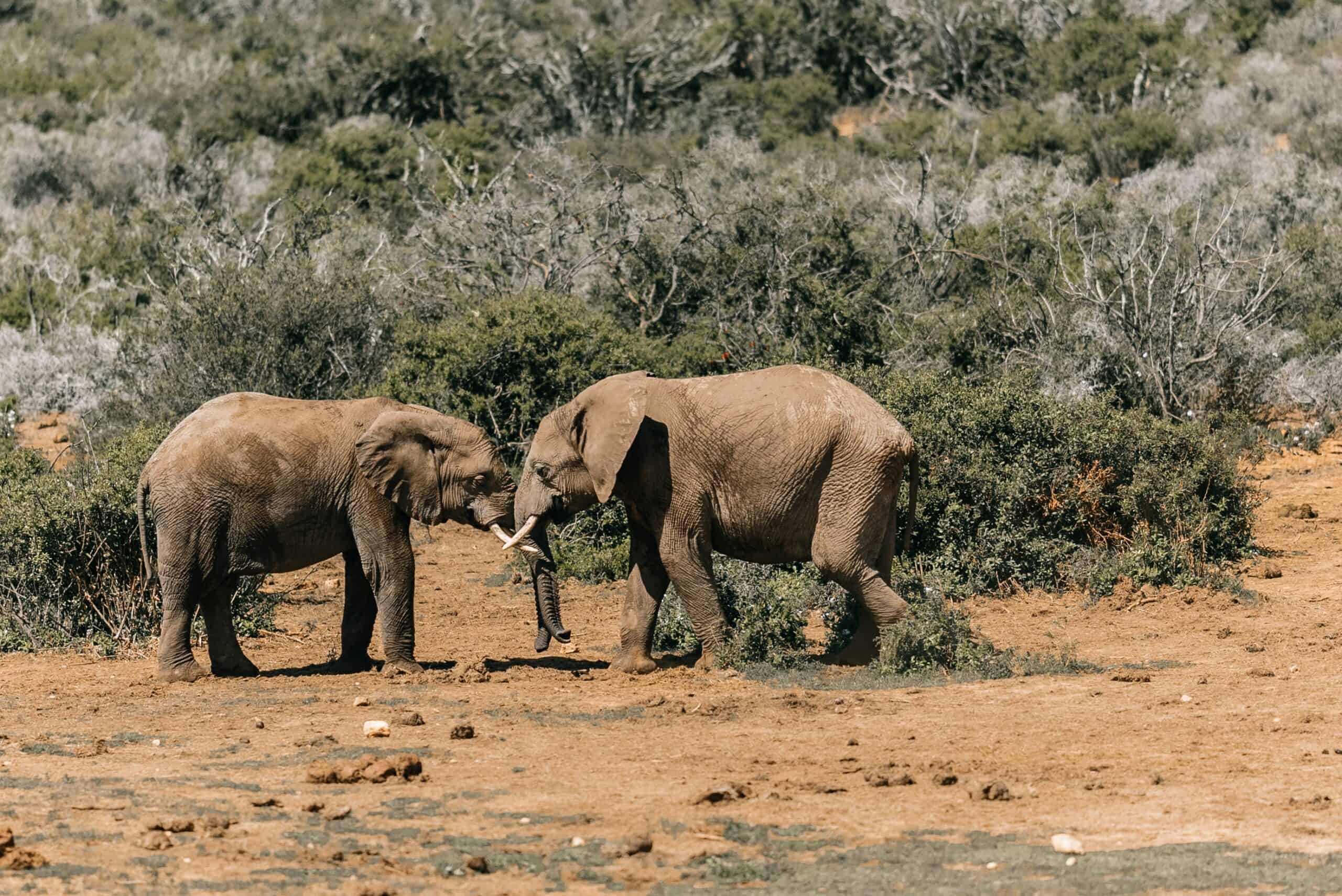 Tanzania Luxury Safaris Budget Lodge Tour (14)