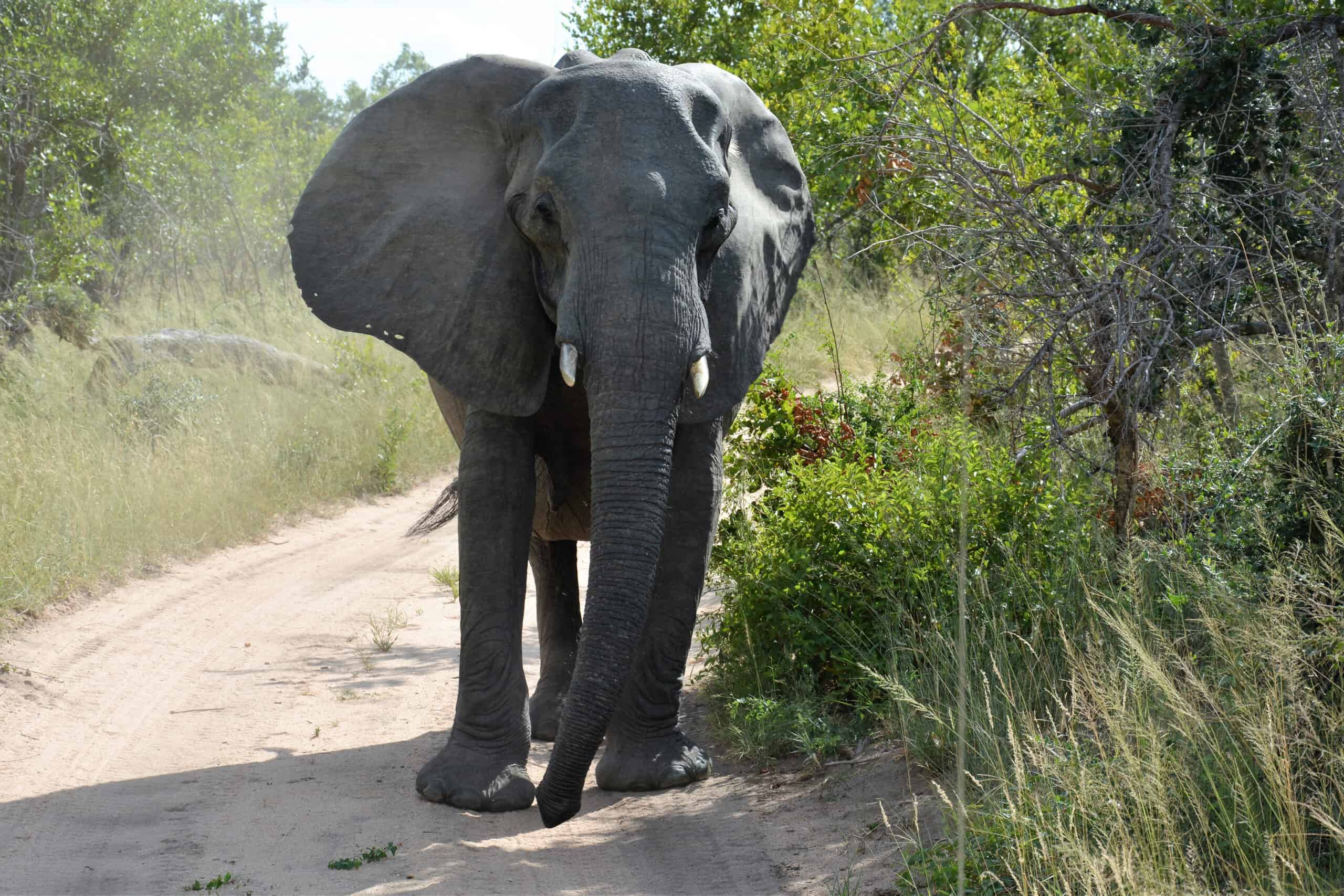 Tanzania Luxury Safaris Budget Lodge Tour (4)