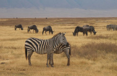 4-Day Best of Tanzania Safari