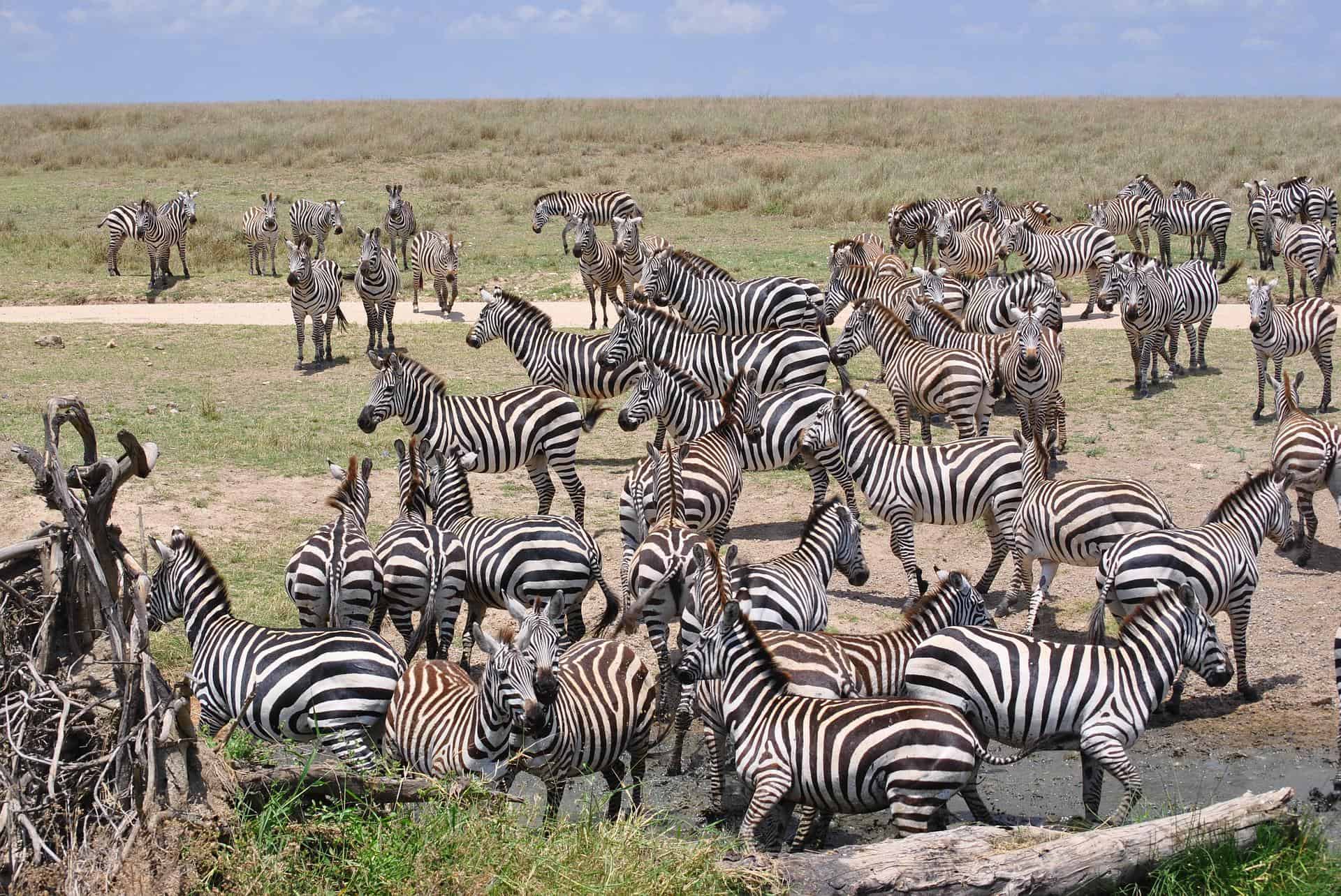 Tanzania Luxury Safaris Budget Lodge Tour (8)
