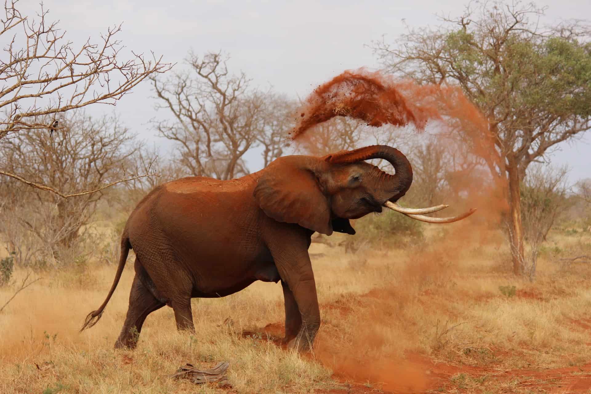 4 days Tanzania Safari