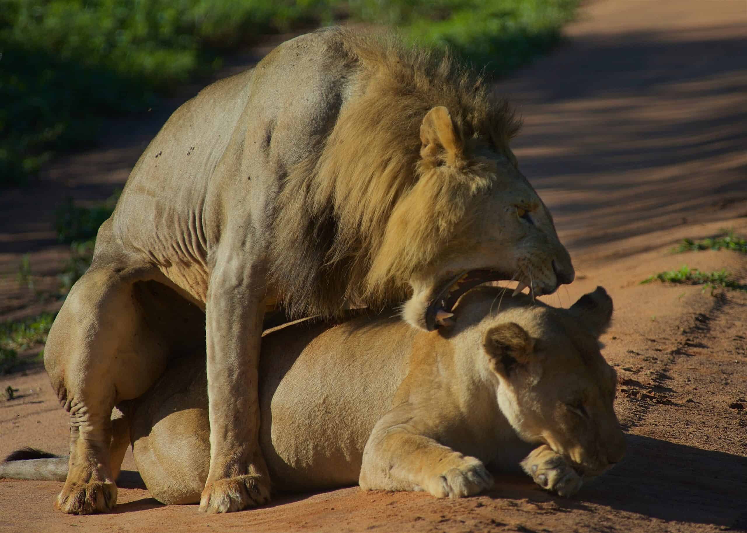 4 days Tanzania safari to Tarangire, Serengeti and Ngorongoro crater