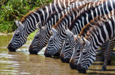 3-Day Tanzania Lodge Safari