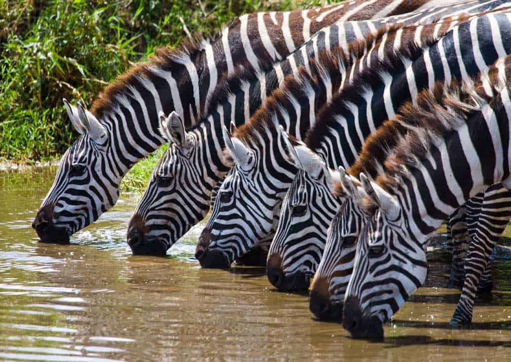 Tarangire..002