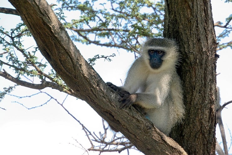 Vervet Monkey Lakatosafaris