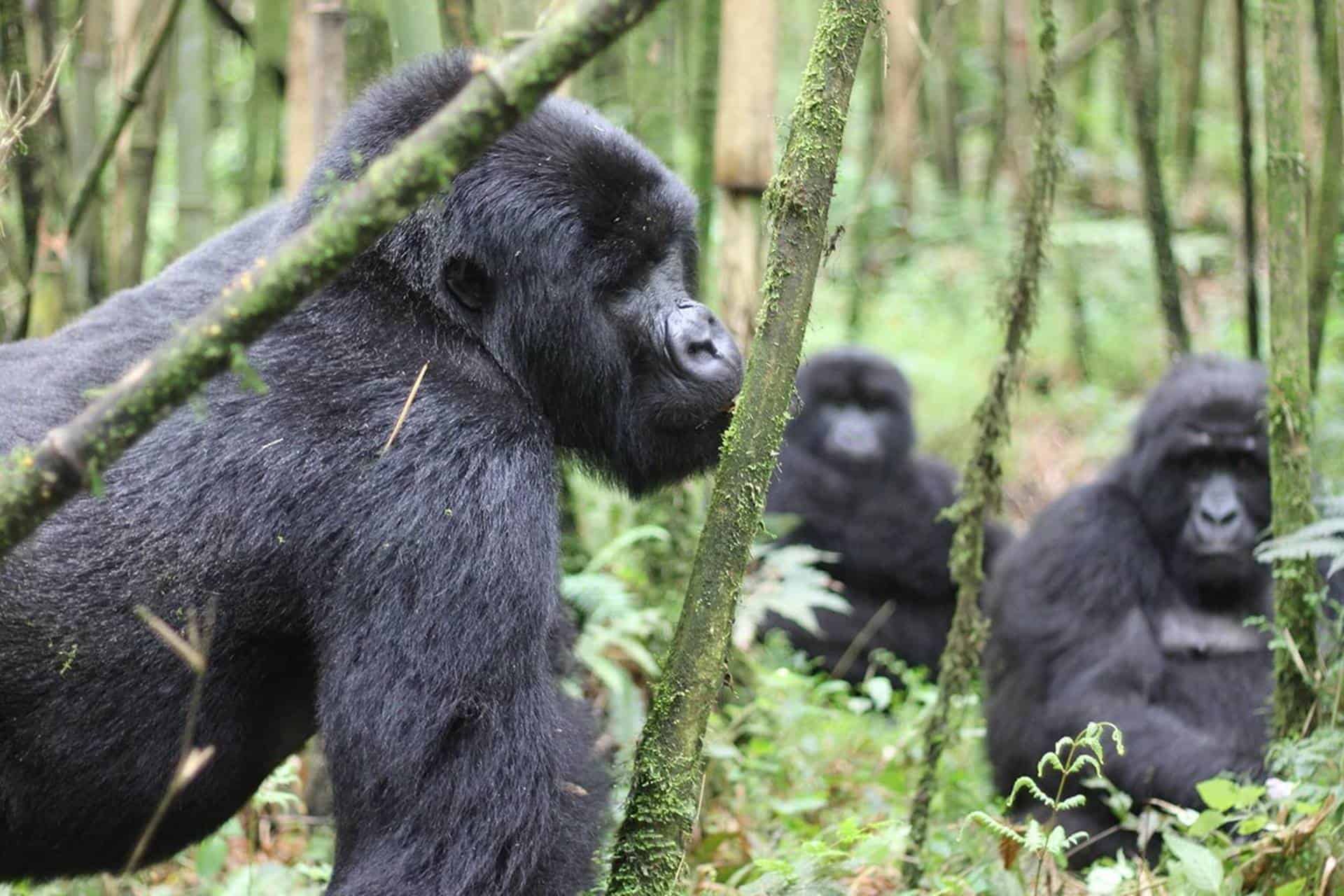 Virunga Gorillas