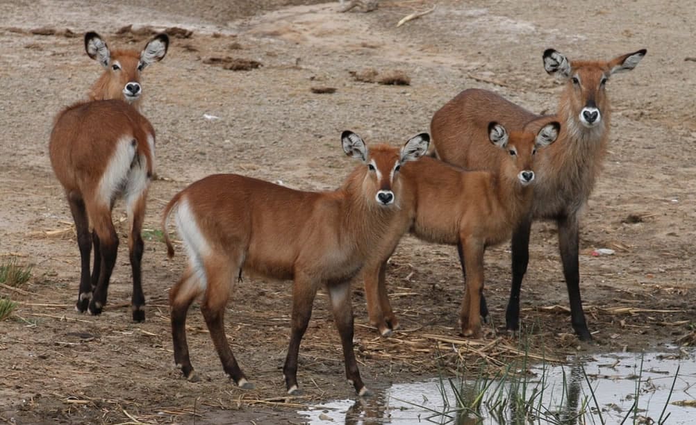 Waterbucks