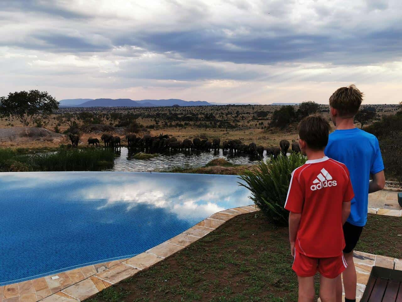 serengeti animals by swimming pool