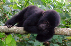 3-Day Bwindi Gorilla Trekking Safari