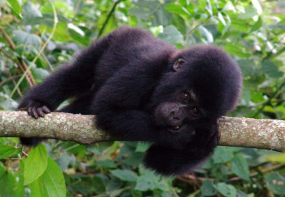 3-Day Bwindi Gorilla Trekking Safari
