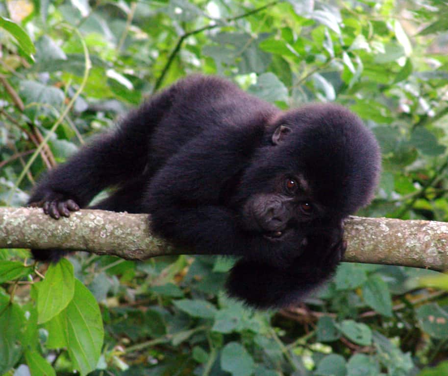 Baby gorilla