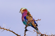12 Days Birding & Mammals Safari