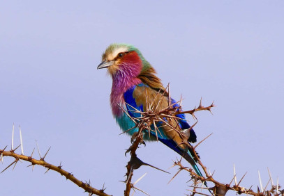 12 Days Birding & Mammals Safari