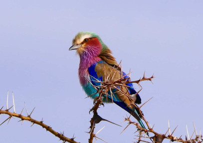 12 Days Birding & Mammals Safari