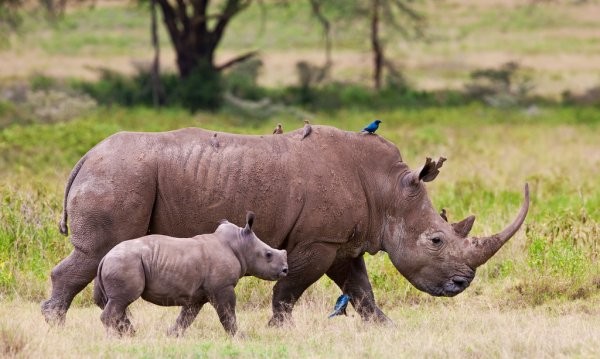 2 Days Tanzania Sharing Safari To Tarangire National Park And Ngorongoro Crater Kiliserengoro Tours