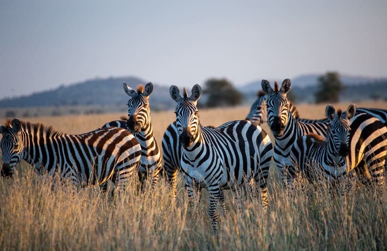 2 Days Tanzania Safari To Tarangire National Park And Ngorongoro Crater